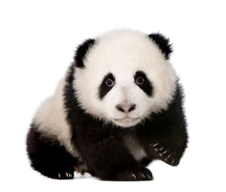 panda